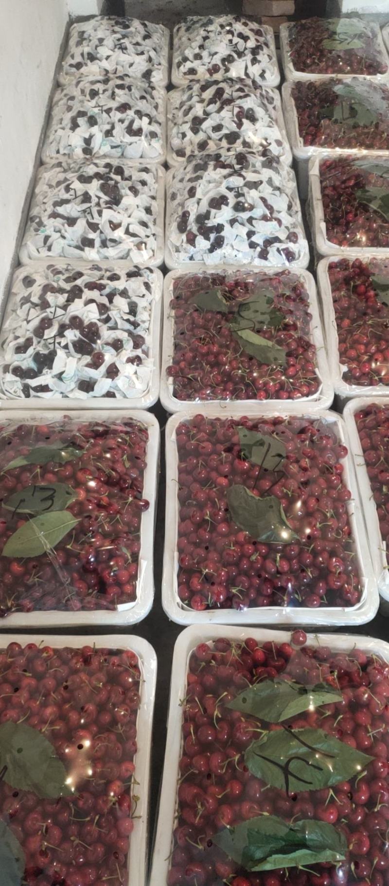 车厘子套袋果大量上市需要的联系我