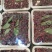车厘子套袋果大量上市需要的联系我
