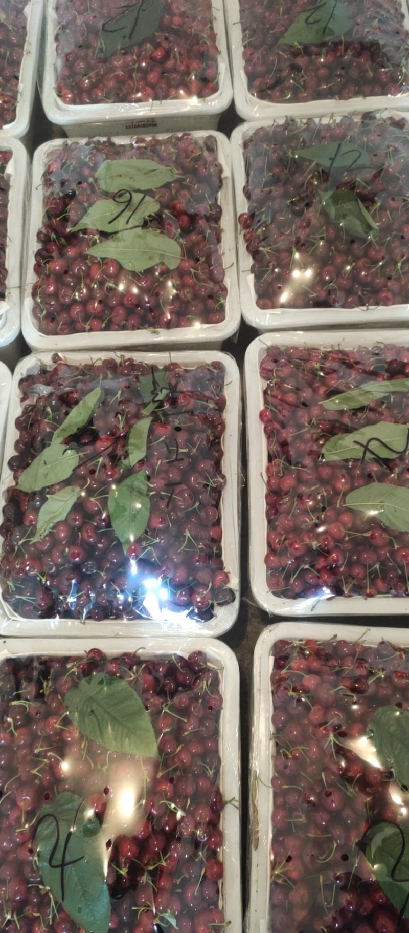车厘子套袋果大量上市需要的联系我