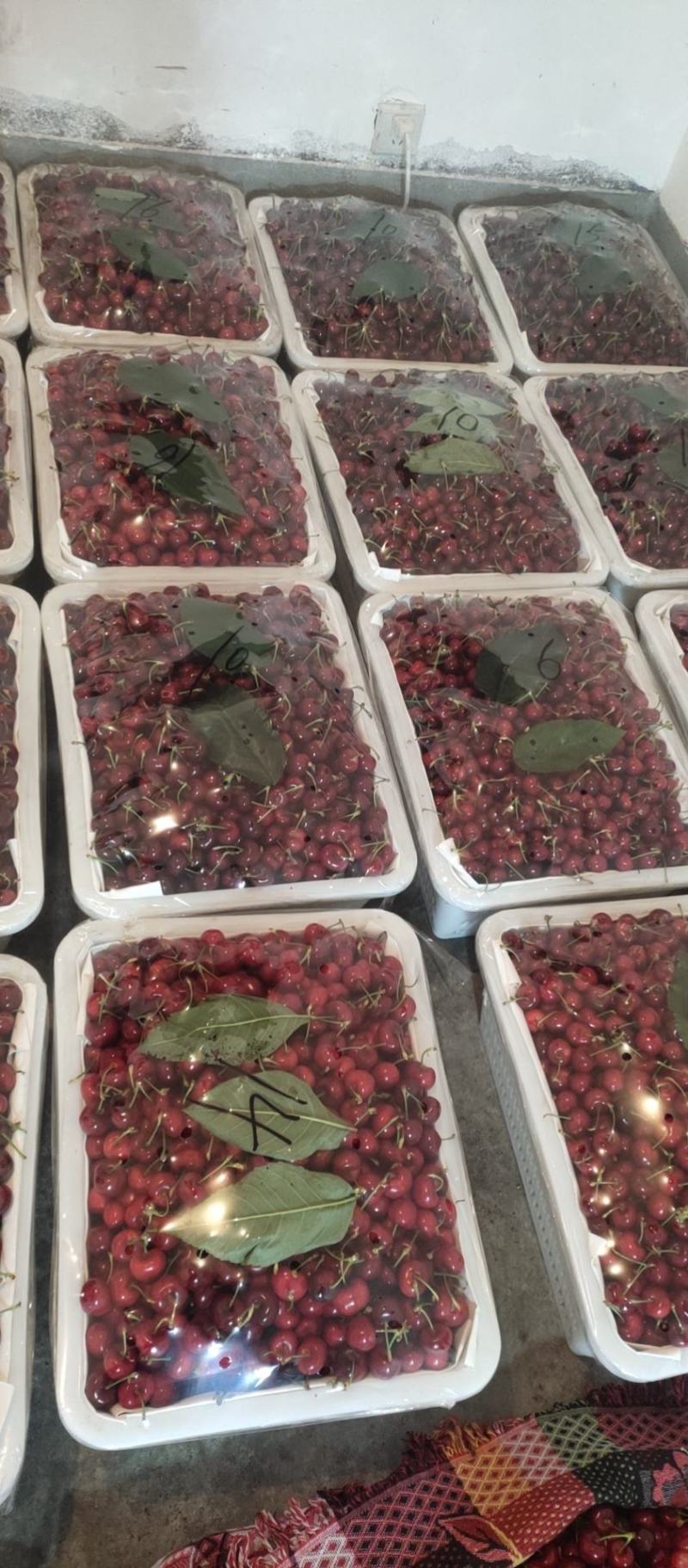 车厘子套袋果大量上市需要的联系我