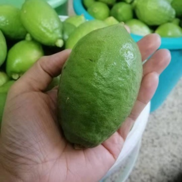广东香水柠檬