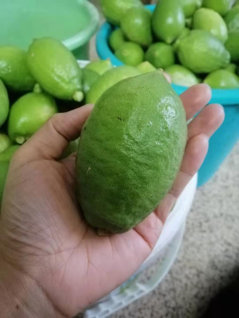 广东香水柠檬