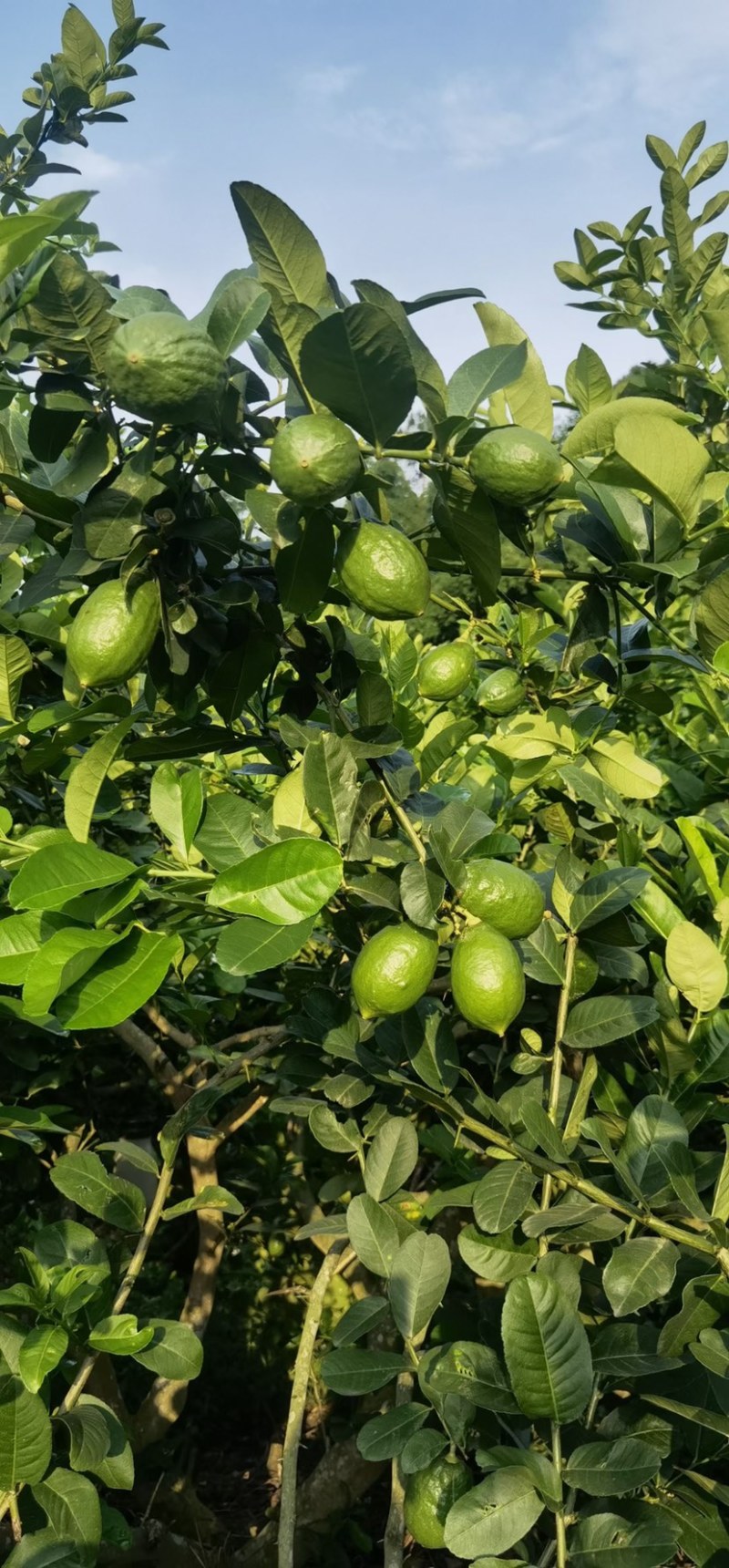 广东香水柠檬