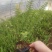 肾蕨/铁线蕨/排骨草/绿化苗木10袋，肾蕨小杯苗，齿牙草