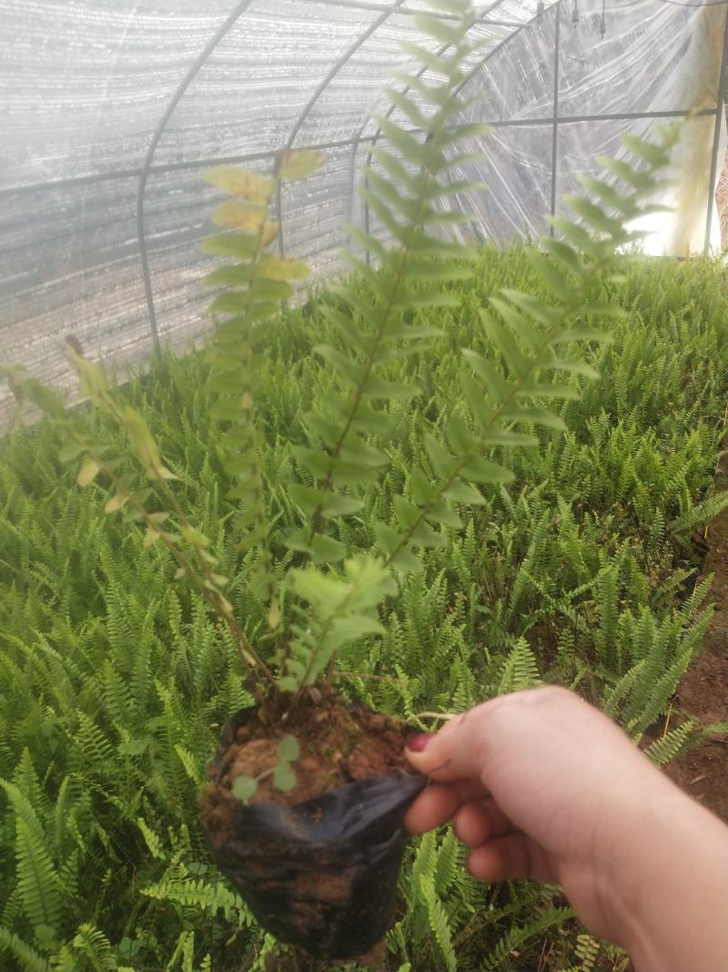 肾蕨/铁线蕨/排骨草/绿化苗木10袋，肾蕨小杯苗，齿牙草