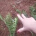 肾蕨/铁线蕨/排骨草/绿化苗木10袋，肾蕨小杯苗，齿牙草