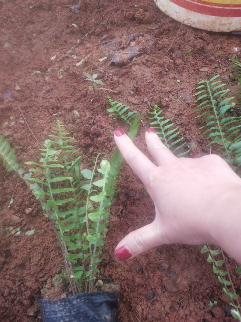 肾蕨/铁线蕨/排骨草/绿化苗木10袋，肾蕨小杯苗，齿牙草