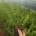 肾蕨/铁线蕨/排骨草/绿化苗木10袋，肾蕨小杯苗，齿牙草