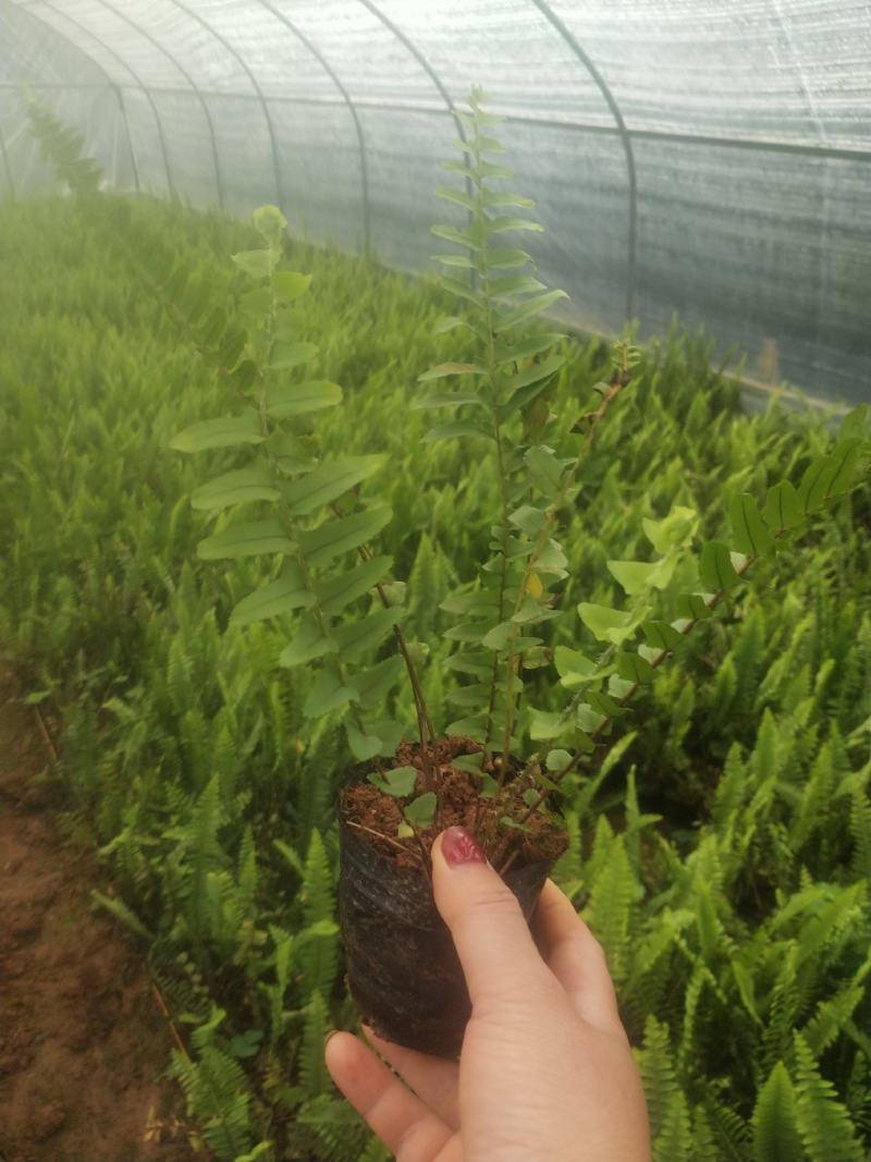 肾蕨/铁线蕨/排骨草/绿化苗木10袋，肾蕨小杯苗，齿牙草