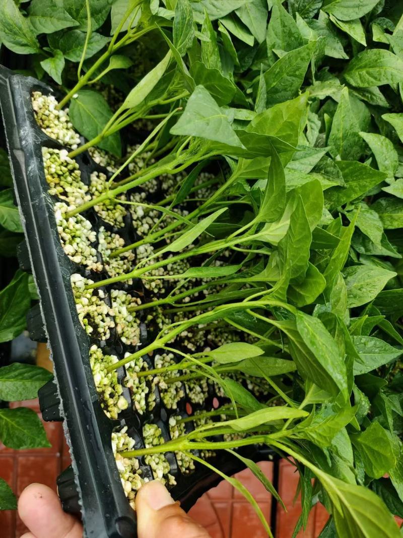 线椒苗薄皮椒苗朝天椒陇椒苗尖椒苗螺丝椒苗麻椒苗