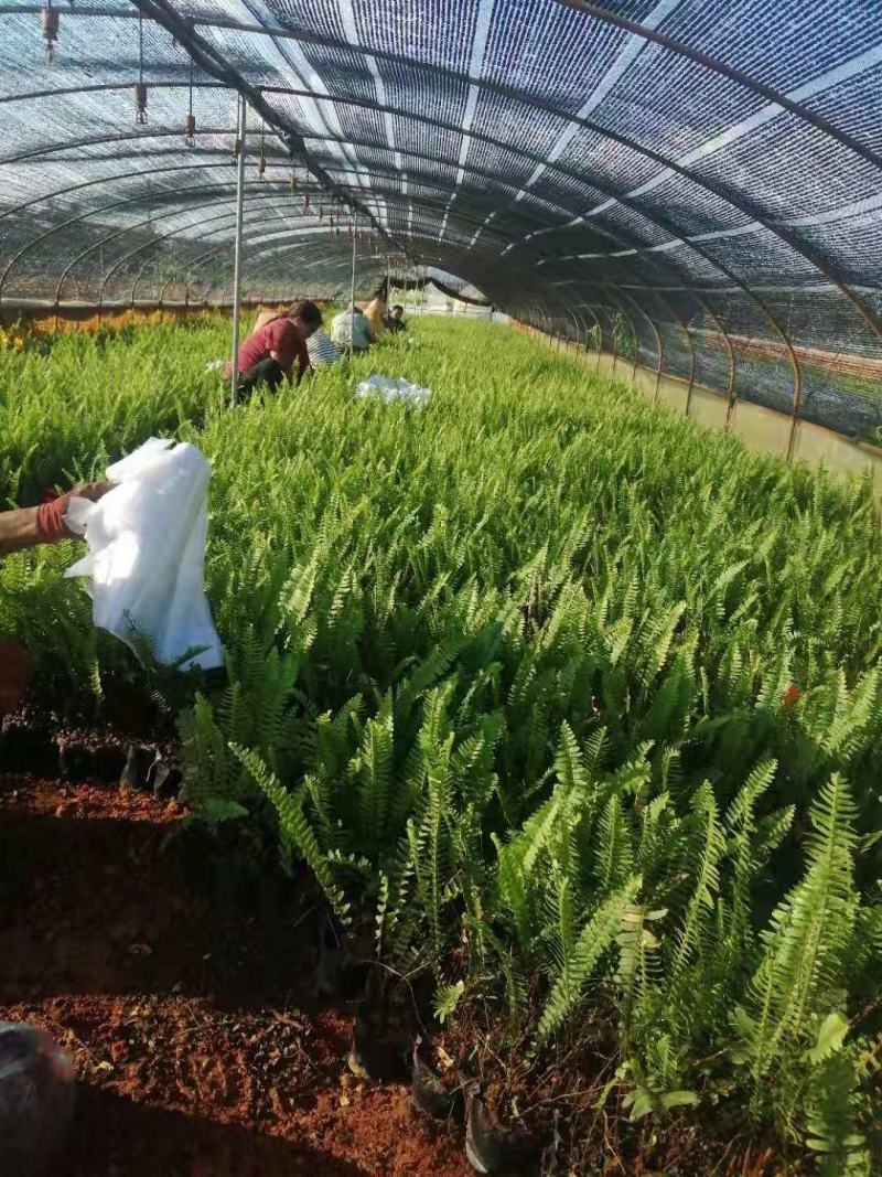 肾蕨/铁线蕨/排骨草/绿化苗木10袋，肾蕨小杯苗，齿牙草