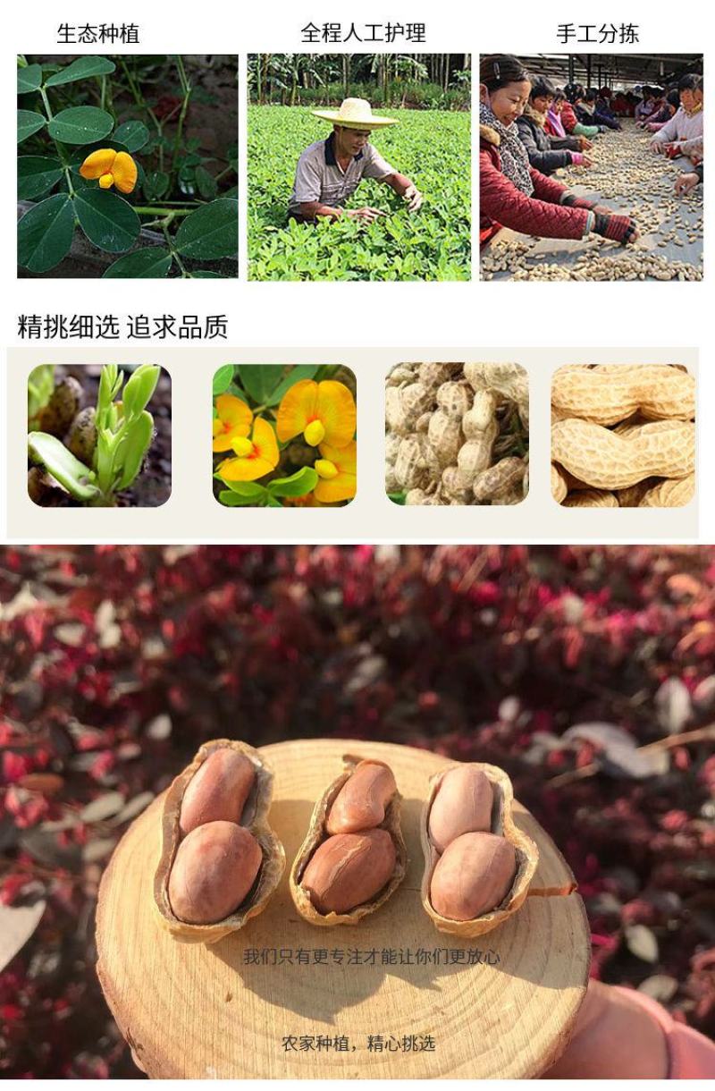 【产地直】新货花生蒜香花生批发炒熟零食多规格整箱包邮