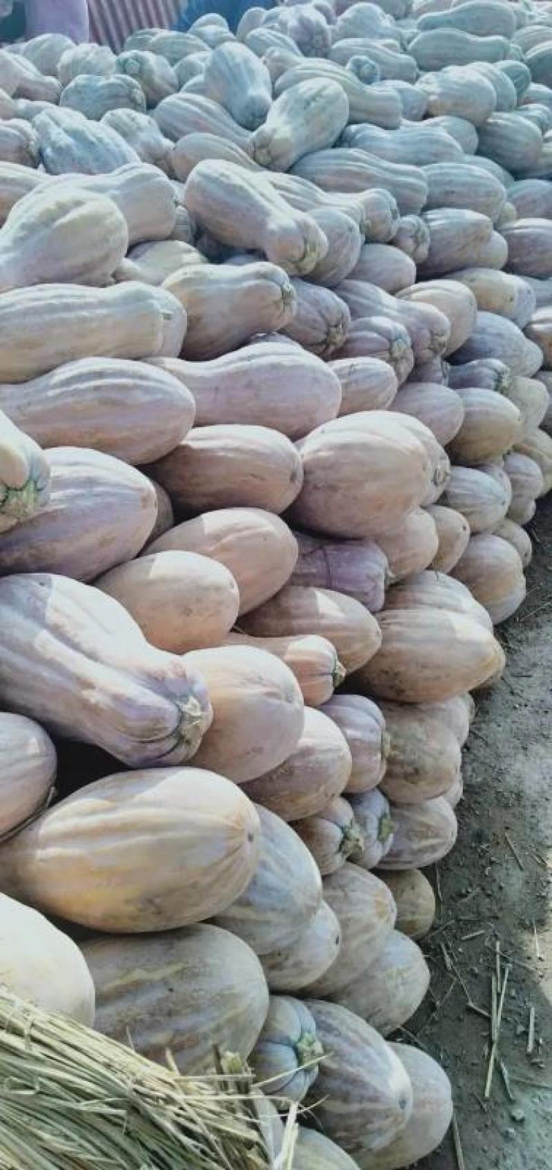 盘龙204南瓜基地直供一手货源保质保量视频看货