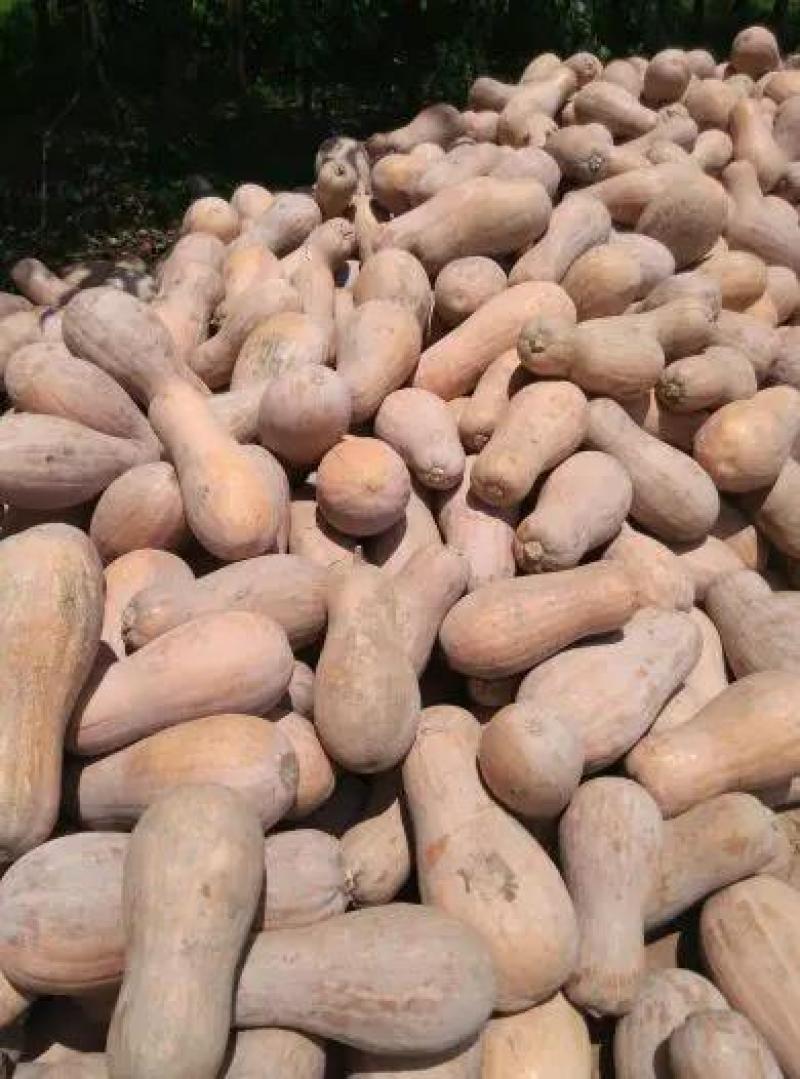 盘龙204南瓜基地直供一手货源保质保量视频看货