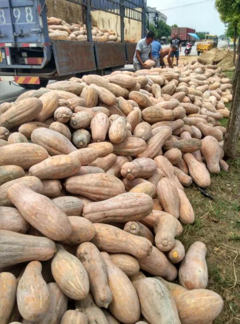盘龙204南瓜基地直供一手货源保质保量视频看货