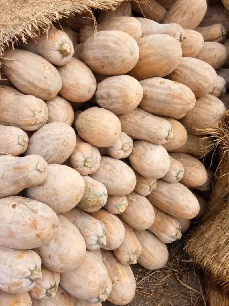 盘龙204南瓜基地直供一手货源保质保量视频看货