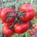 西红柿苗，大红西红柿苗，高产大红西红柿苗，苗厂直发