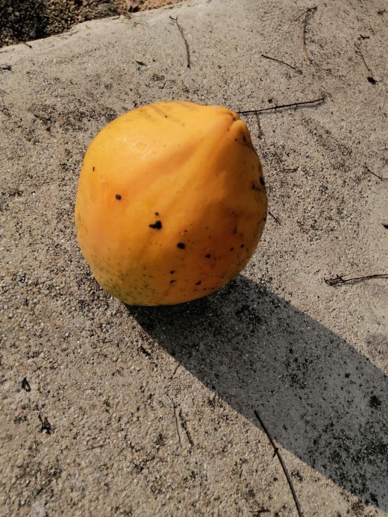 木瓜
