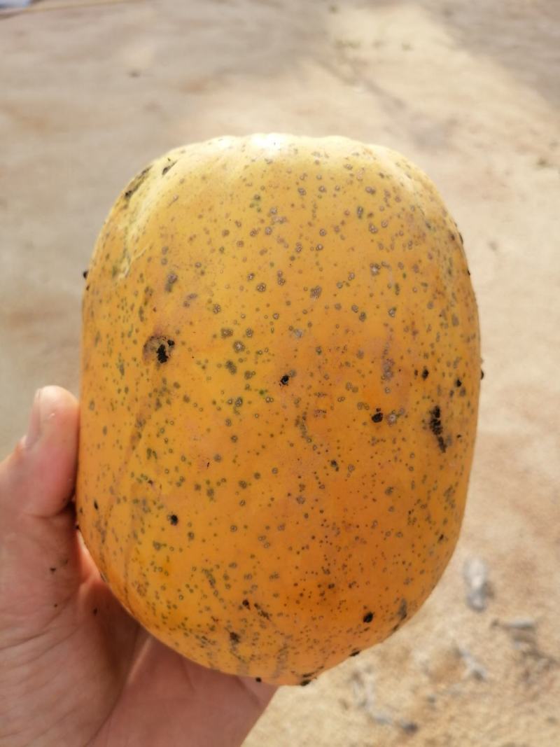 木瓜