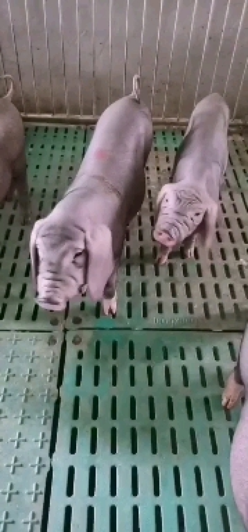 长太母猪，高产母猪，优质高产抗病能力强品种齐全，全国包邮