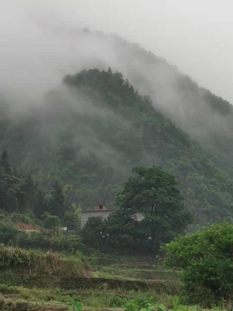 海拔800米以上高山纯野生苦笋2021年版