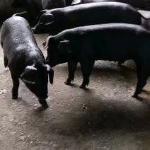 苏太母猪馊肉率高乳头饱满支持视频选货线上2起