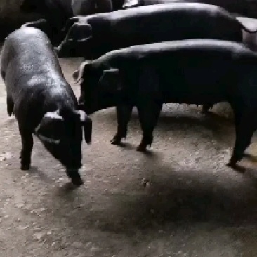 苏太母猪馊肉率高乳头饱满支持视频选货线上交易2起