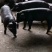 苏太母猪馊肉率高乳头饱满支持视频选货线上交易2起