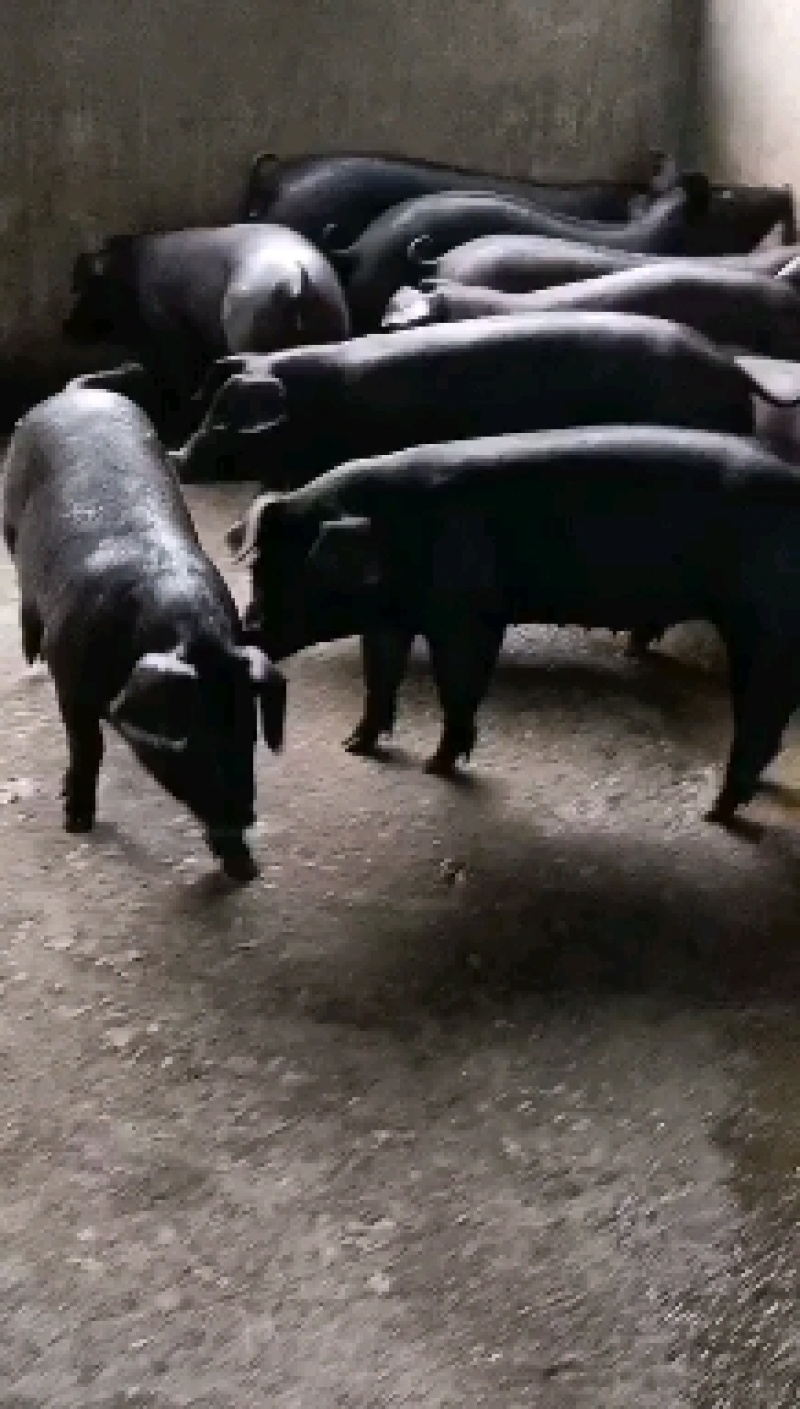 苏太母猪馊肉率高乳头饱满支持视频选货线上交易2起