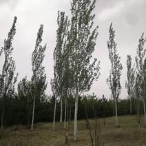 新疆杨，树形优美各种规格齐全