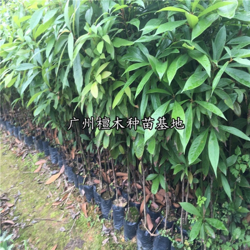 四川金丝楠木树苗正宗金丝楠木树苗小叶桢楠苗带土带叶