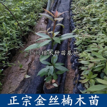 四川金丝楠木树苗正宗金丝楠木树苗小叶桢楠苗带土带叶