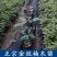 四川金丝楠木树苗正宗金丝楠木树苗小叶桢楠苗带土带叶
