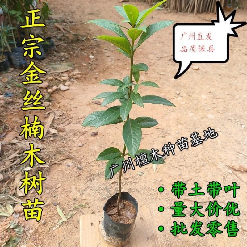 四川金丝楠木树苗正宗金丝楠木树苗小叶桢楠苗带土带叶