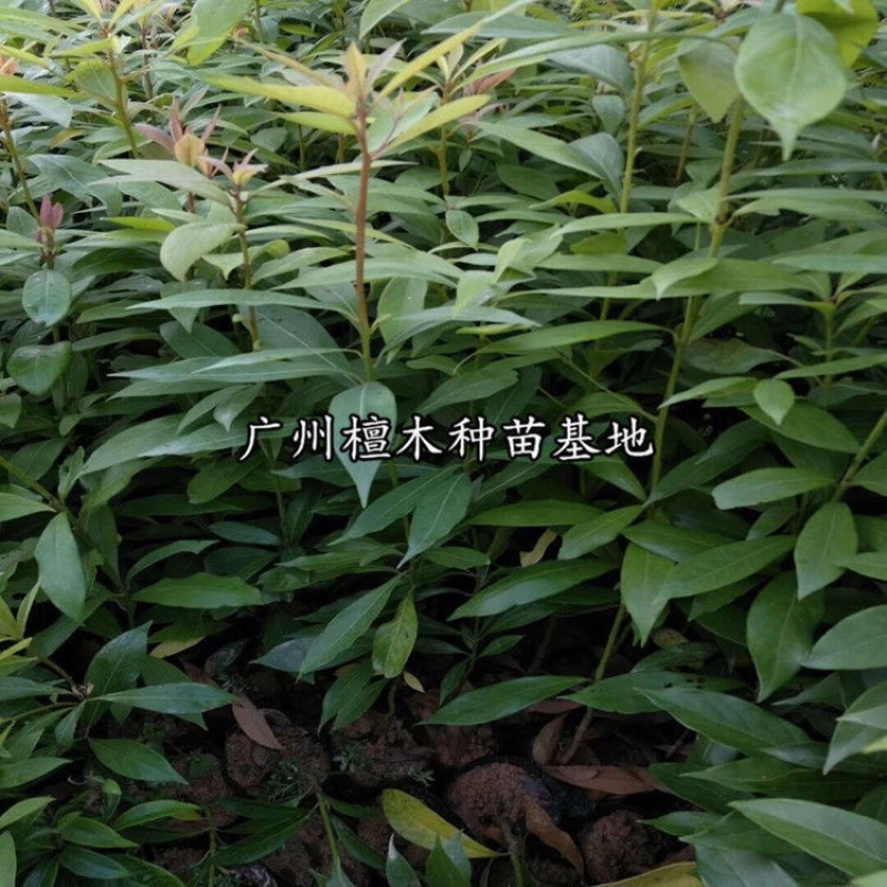 四川金丝楠木树苗正宗金丝楠木树苗小叶桢楠苗带土带叶