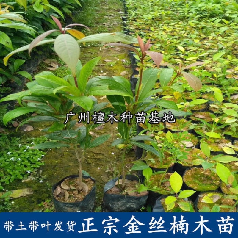 四川金丝楠木树苗正宗金丝楠木树苗小叶桢楠苗带土带叶