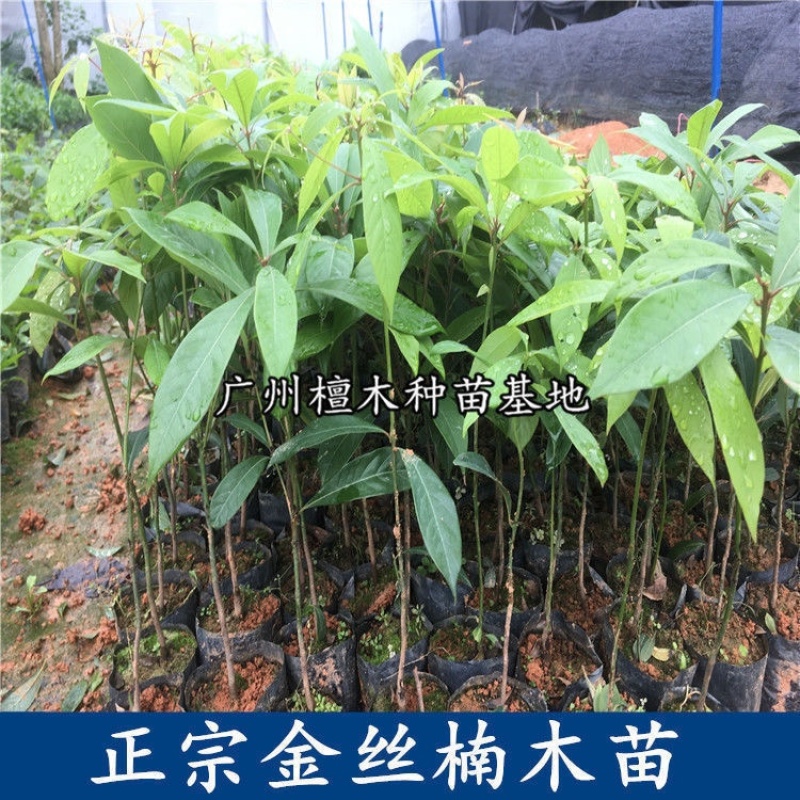 四川金丝楠木树苗正宗金丝楠木树苗小叶桢楠苗带土带叶