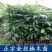 四川金丝楠木树苗正宗金丝楠木树苗小叶桢楠苗带土带叶