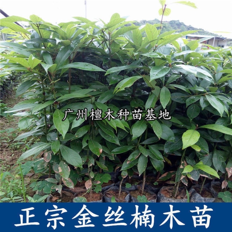 四川金丝楠木树苗正宗金丝楠木树苗小叶桢楠苗带土带叶