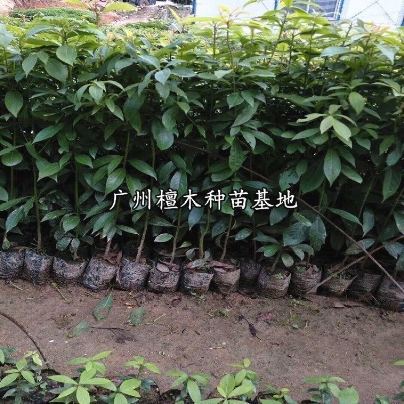 四川金丝楠木树苗正宗金丝楠木树苗小叶桢楠苗带土带叶