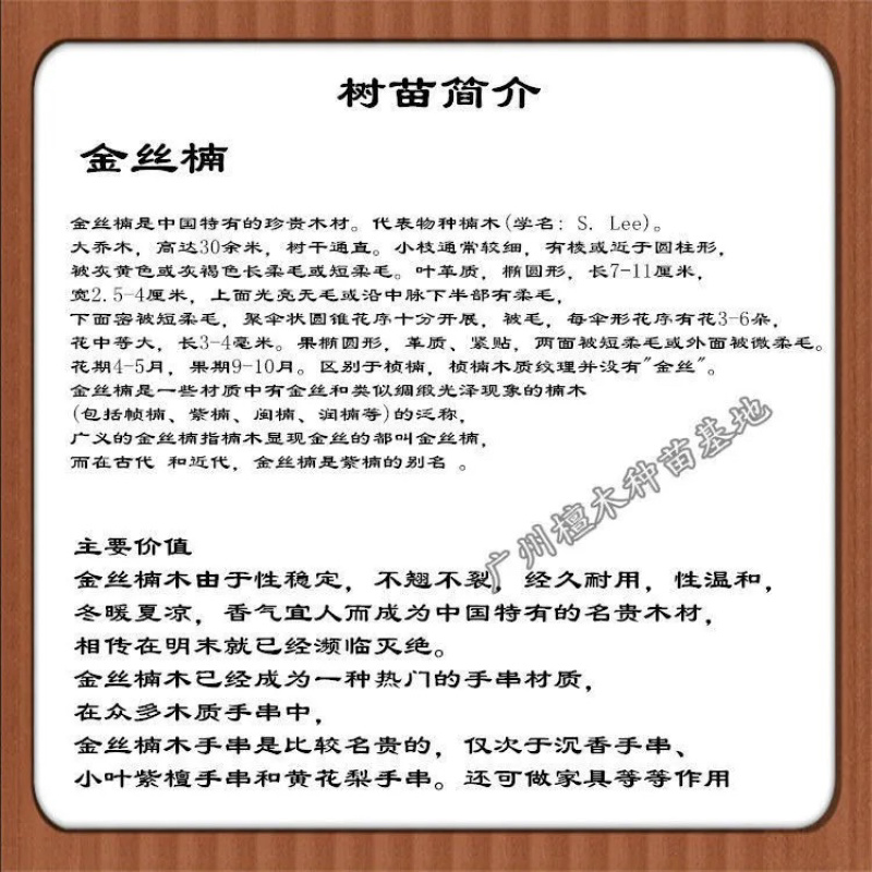 四川金丝楠木树苗正宗金丝楠木树苗小叶桢楠苗带土带叶