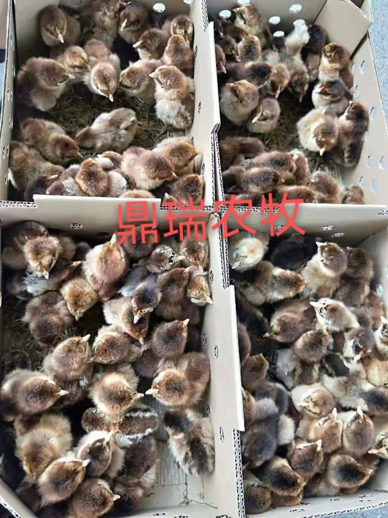 瑶鸡苗