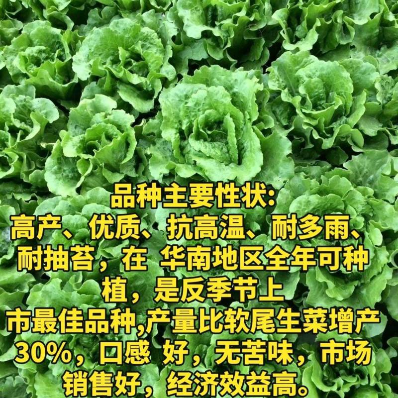 意大利生菜种子农科院育种反季节夏播耐热耐寒耐抽苔抗高温