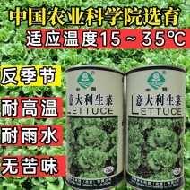 意大利生菜种子农科院育种反季节夏播耐热耐寒耐抽苔抗高温