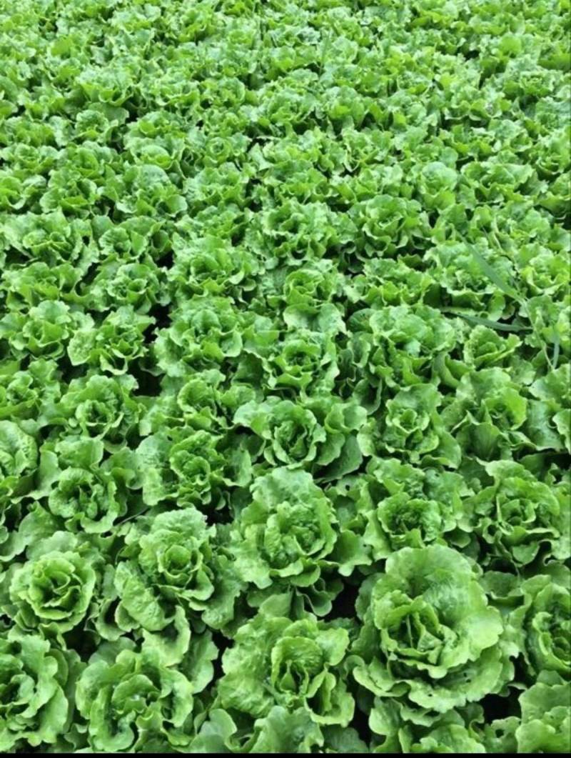 意大利生菜种子农科院育种反季节夏播耐热耐寒耐抽苔抗高温