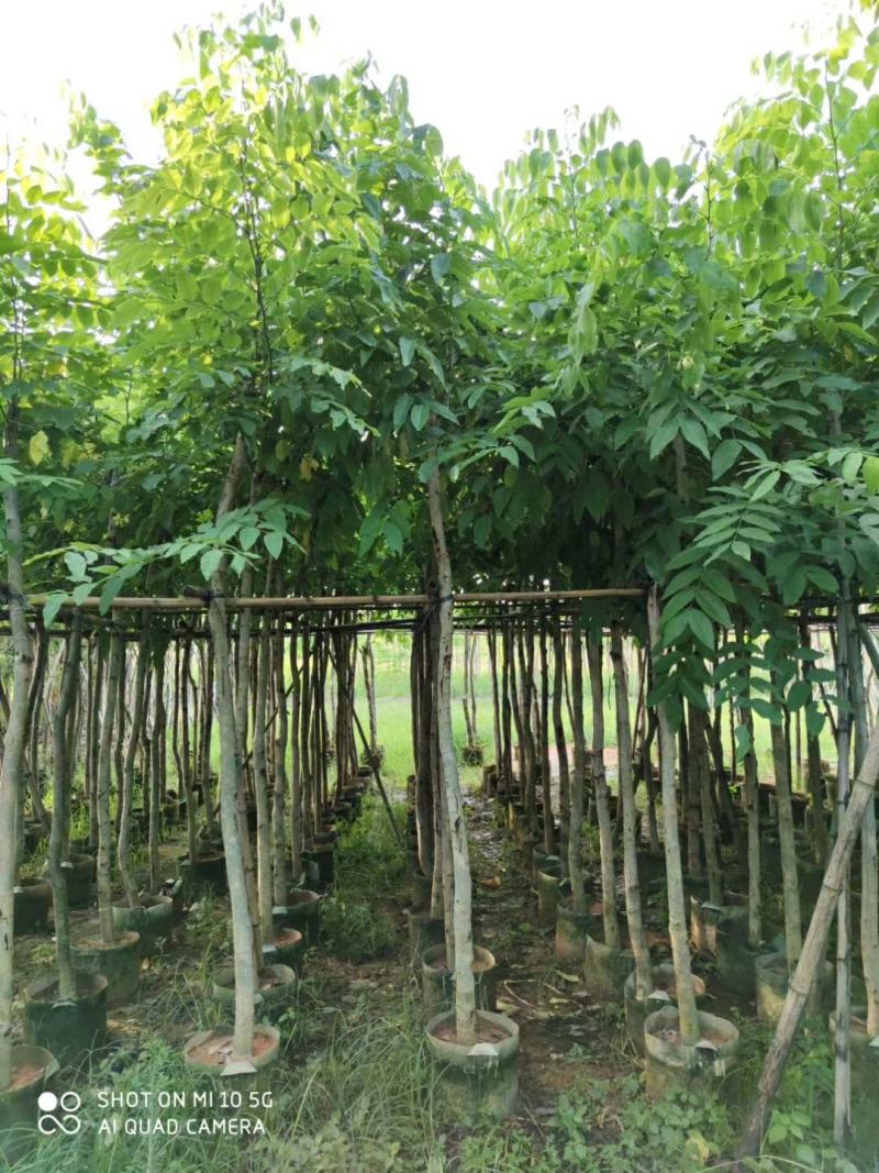 5-8-10-12-15分腊肠树袋苗，广东普宁腊肠树