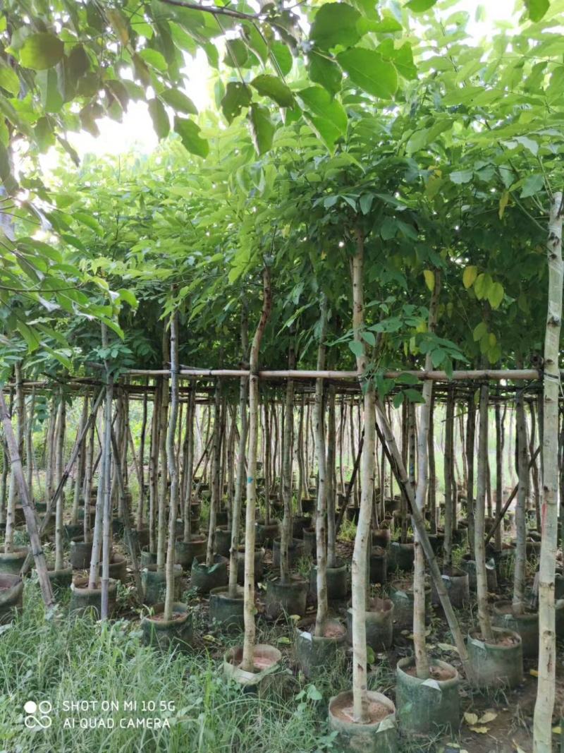 5-8-10-12-15分腊肠树袋苗，广东普宁腊肠树