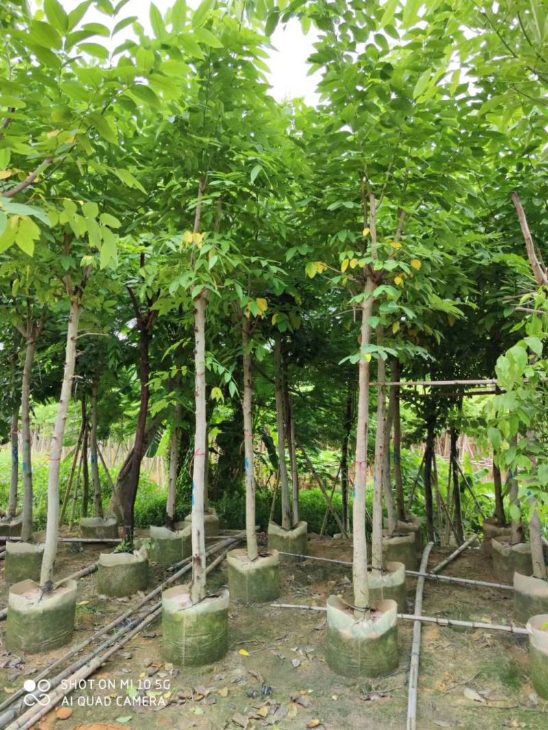 5-8-10-12-15分腊肠树袋苗，广东普宁腊肠树