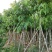 5-8-10-12-15分腊肠树袋苗,广东普宁腊肠树