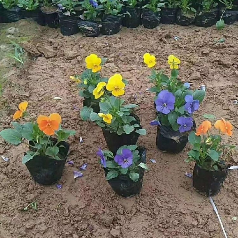 角瑾，精品苗，基地直发，大量供应100万盆